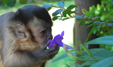 monkey flowering trees rainforest capuchin tree mutualism symbiosis relationship